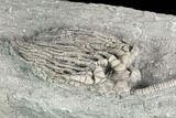 Crinoid (Cyathocrinites) Fossil - Crawfordsville, Indiana #122966-2